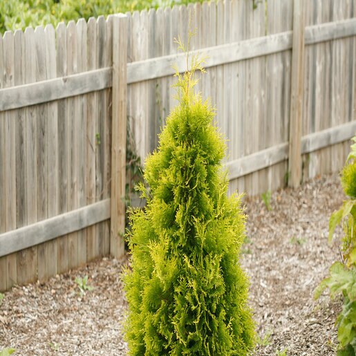 Thuja occ. Polar Gold