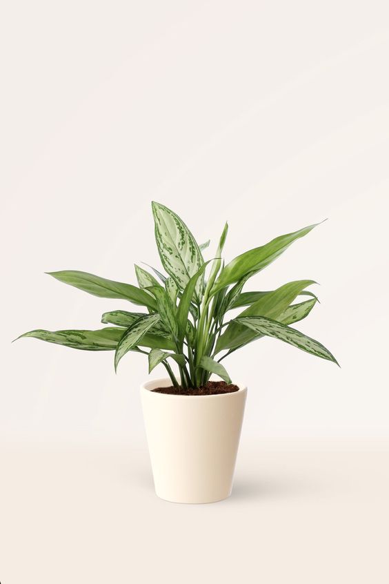 Aglaonema Silver Queen