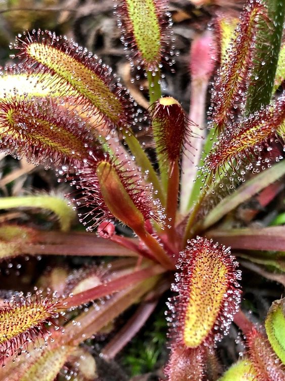 Drosera capensis