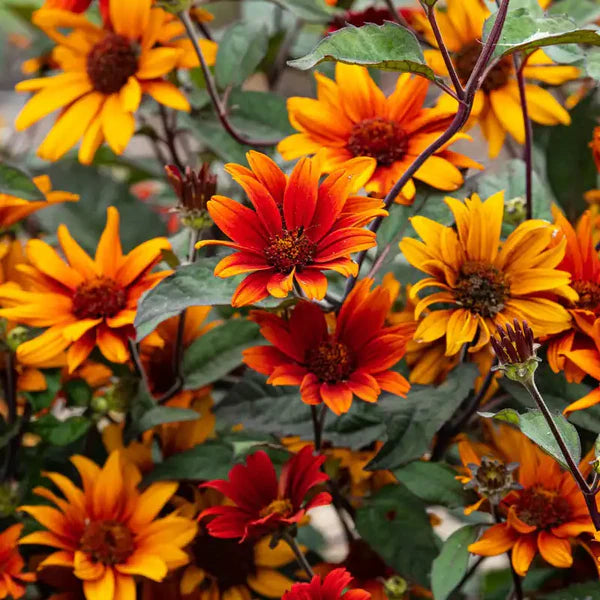 Heliopsis helianthoides scabra ‘Bleeding hearts' - Faux tournesol