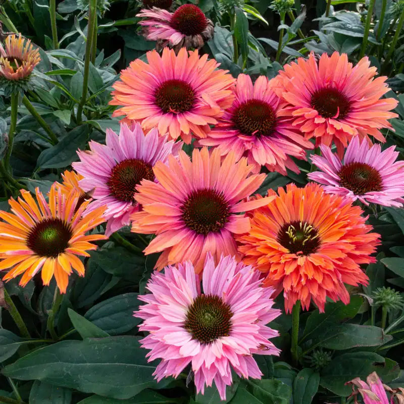 Echinacea Sunseekers® 'Rainbow'