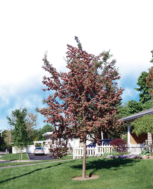 Crataegus laevigata ' Crimson cloud' - Superba (Aubépine)