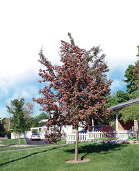 Crataegus laevigata ' Crimson cloud' - Superba (Aubépine)