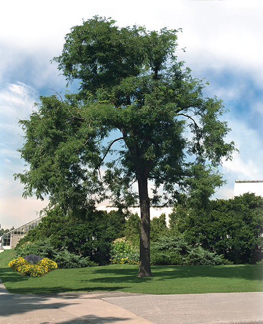 Gleditsia Triancanthos Inermis