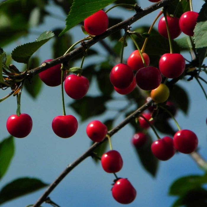 Cerisier Porthos - Porthos Cherry