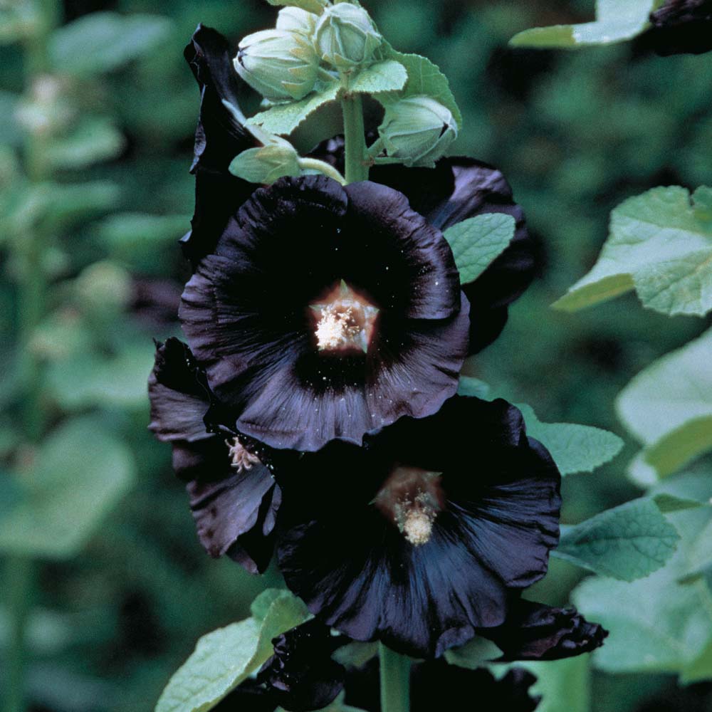 Alcea rosea 'Nigra'