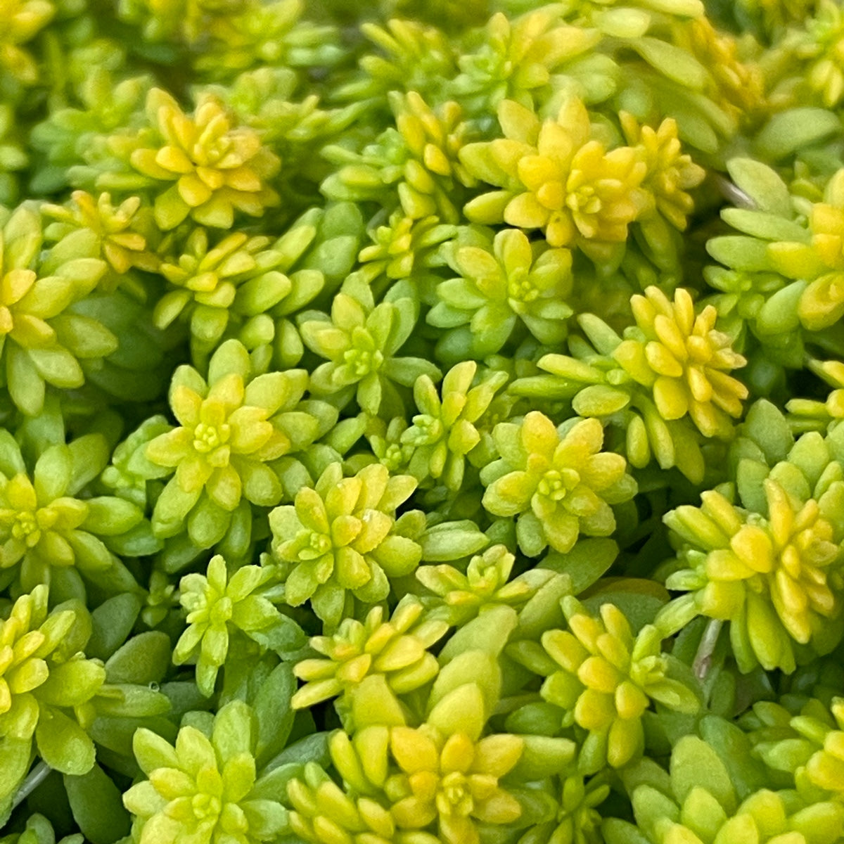 fine gold leaf succulent Sedum 'Fine leaf gold'
