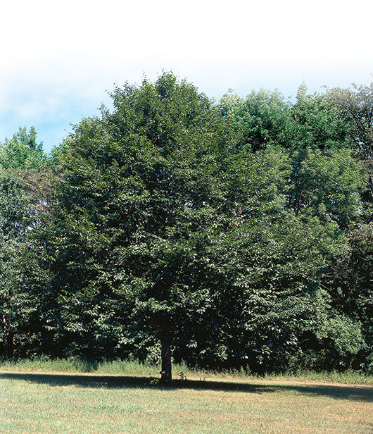 Fagus - Grandifolia - hêtre