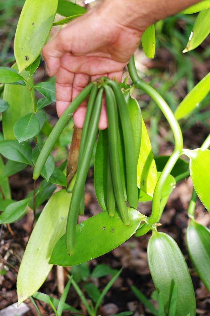 Orchidée Vanille Albo