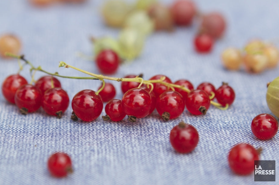 Gadelier - Groseilles- 'perfection rouge' – FleurExcel Inc.