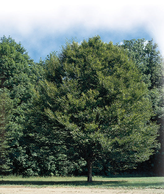 Betula - Alleghaniensis - Bouleau Jaune