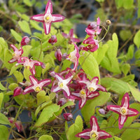 Epimedium rubrum (E. alpinum)