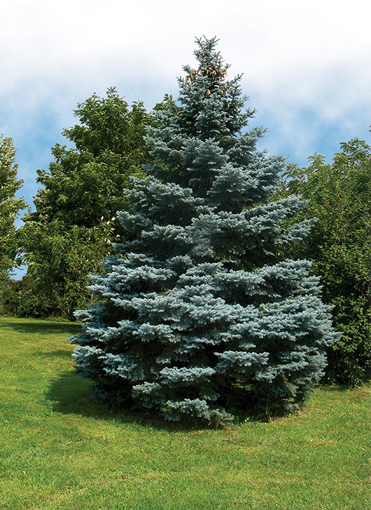 Picea Pungens -  épinette bleue ou épicéa bleu