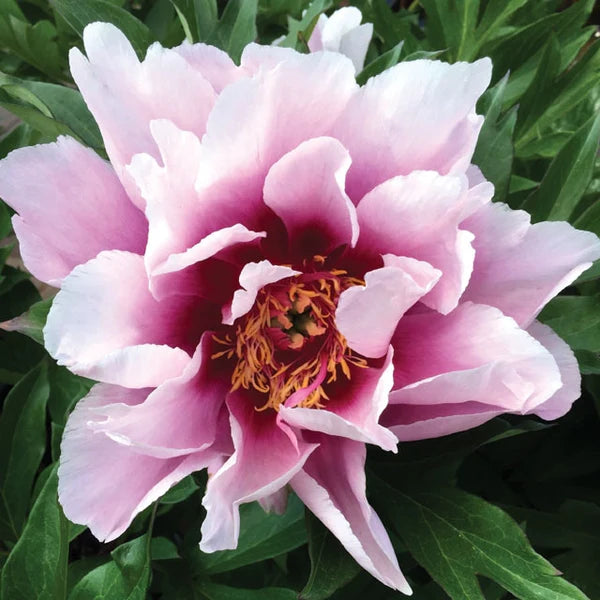 Paeonia Itoh 'Cora Louise' - Pivoine