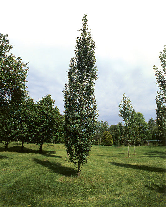 Populus tremula 'Erecta' - peuplier