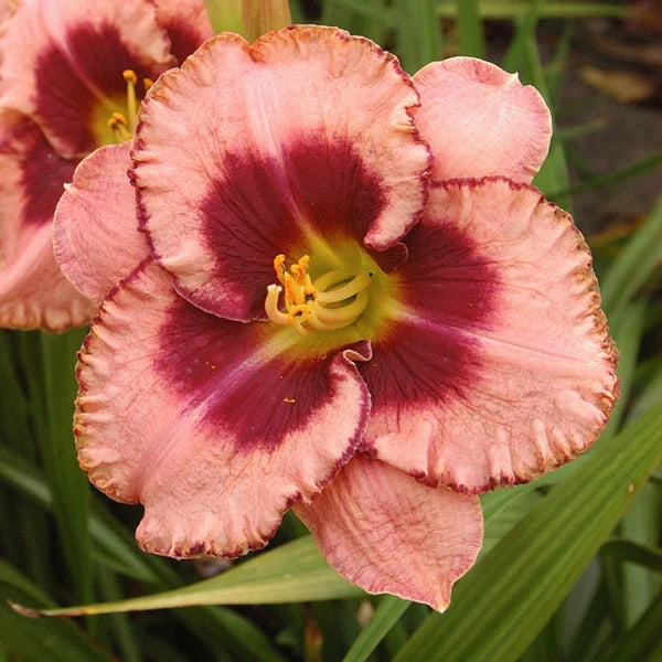 Hemerocallis 'Daring  Deception'