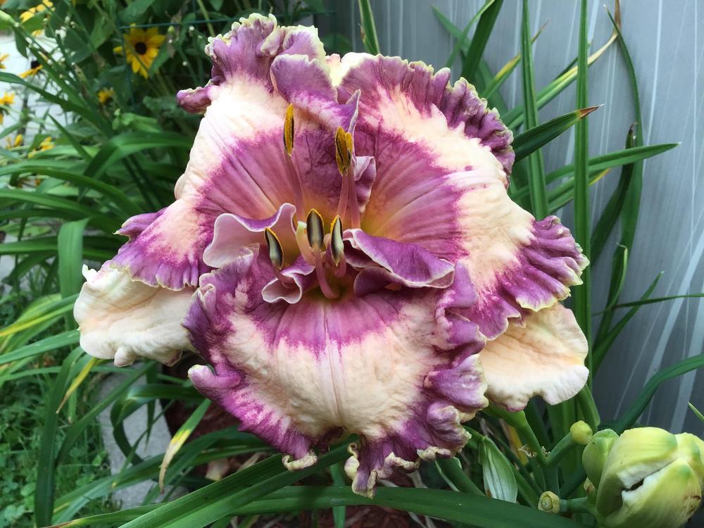 Hemerocallis 'Hanalei Bay'