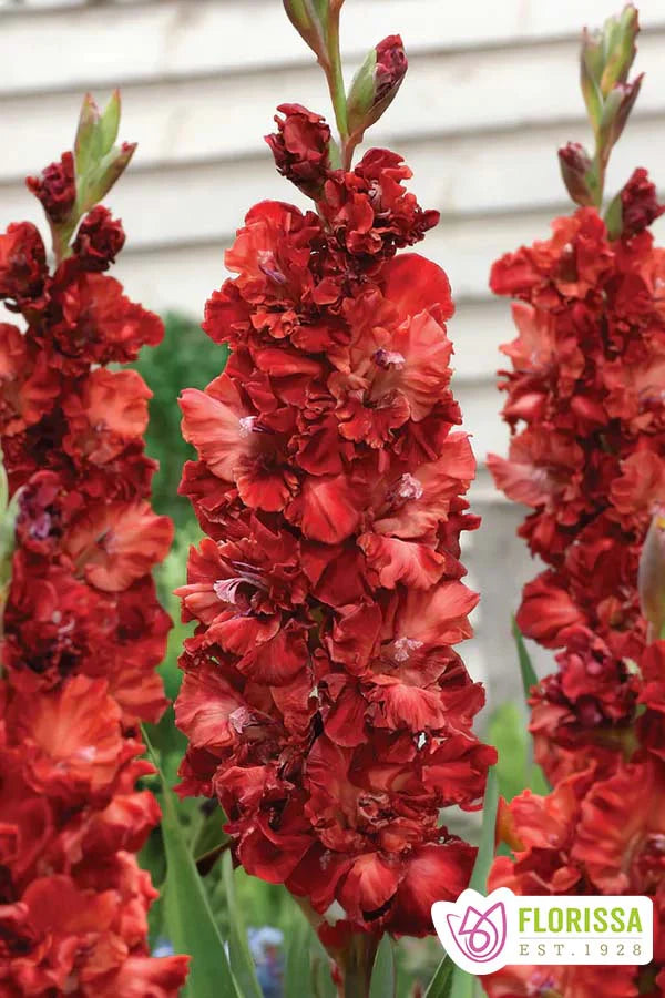 Bulbe Gladiolus Novelty - Cherry Cola