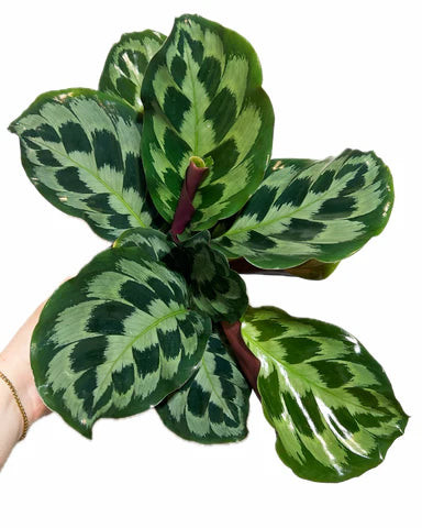 Calathea Helen Kenedy