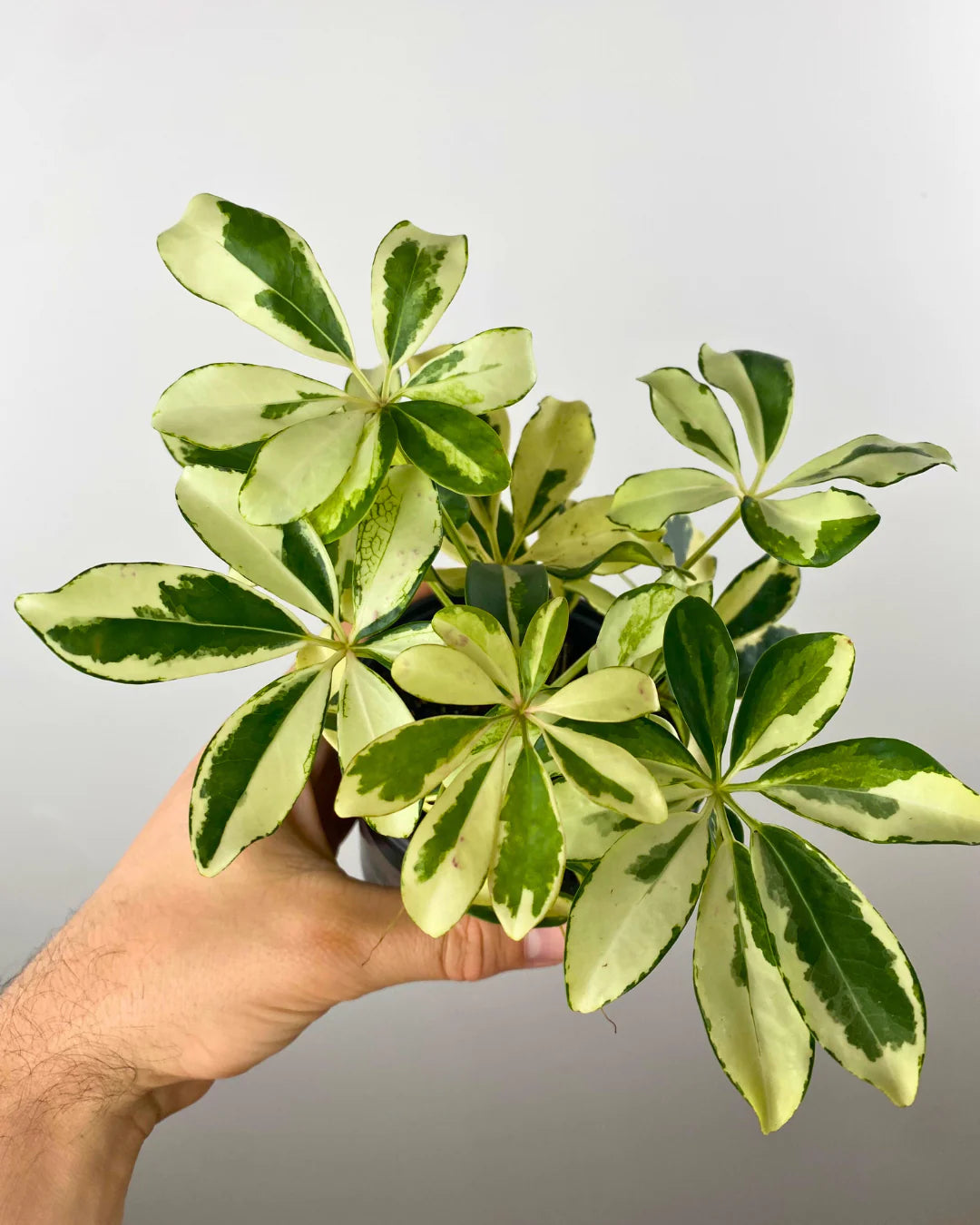 Schefflera arboricola 'Ivory'