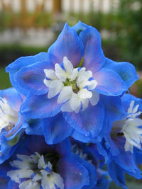 Delphinium elatum 'Aurora Blue'