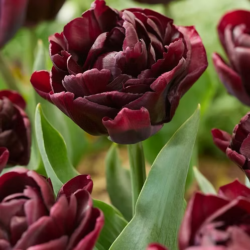 Bulbe d'automne - Tulipe Canyon