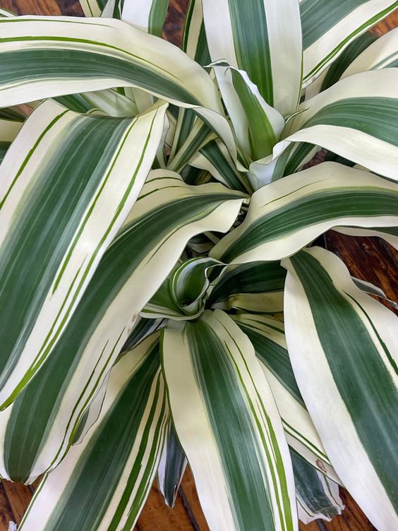 Dracaena Fragrans White Aspen