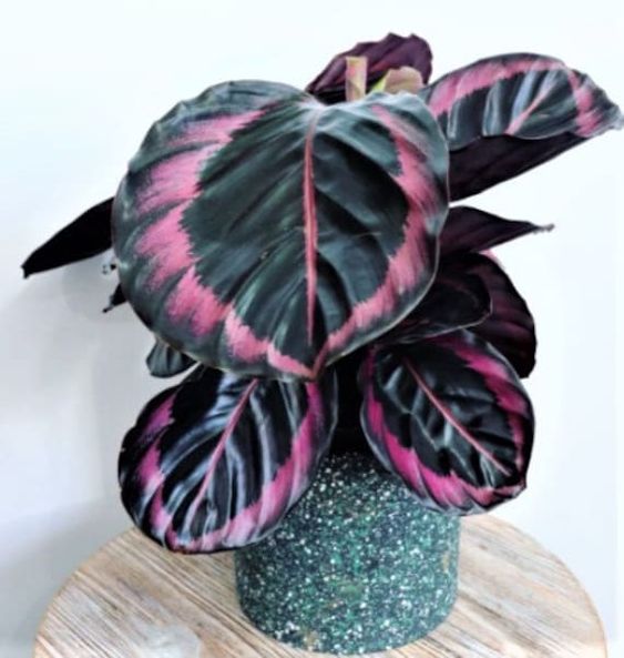 Calathea red mojo – FleurExcel Inc
