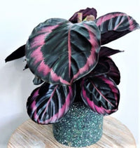 Calathea red mojo