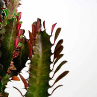 Euphorbia trigona rubra