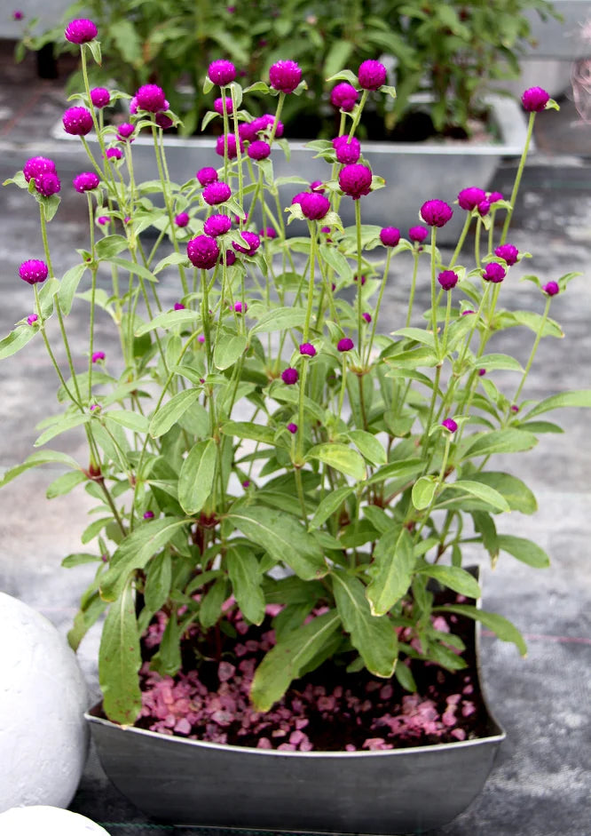 Gomphrena en pot