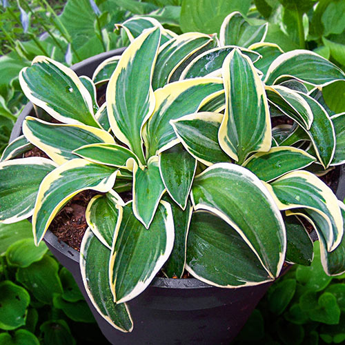 Hosta 'Funny Mouse' (Plantain Lily)