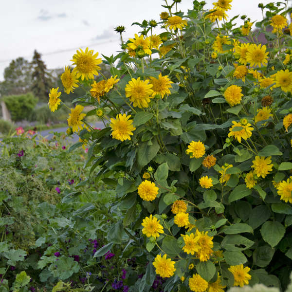 Helianthus 'Happy Days'