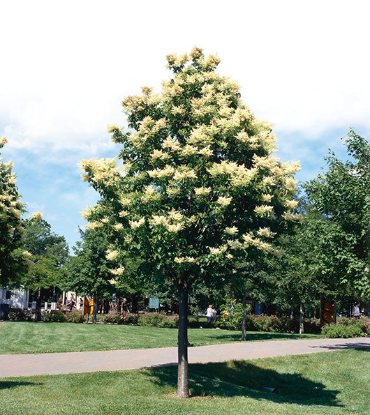 Syringa - Reticulata - Ivory Silk - LILAS