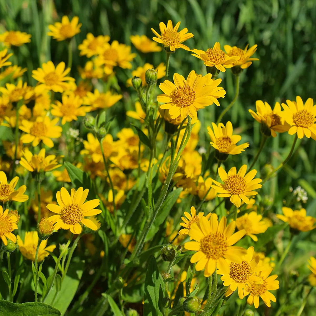 Arnica chamissonis