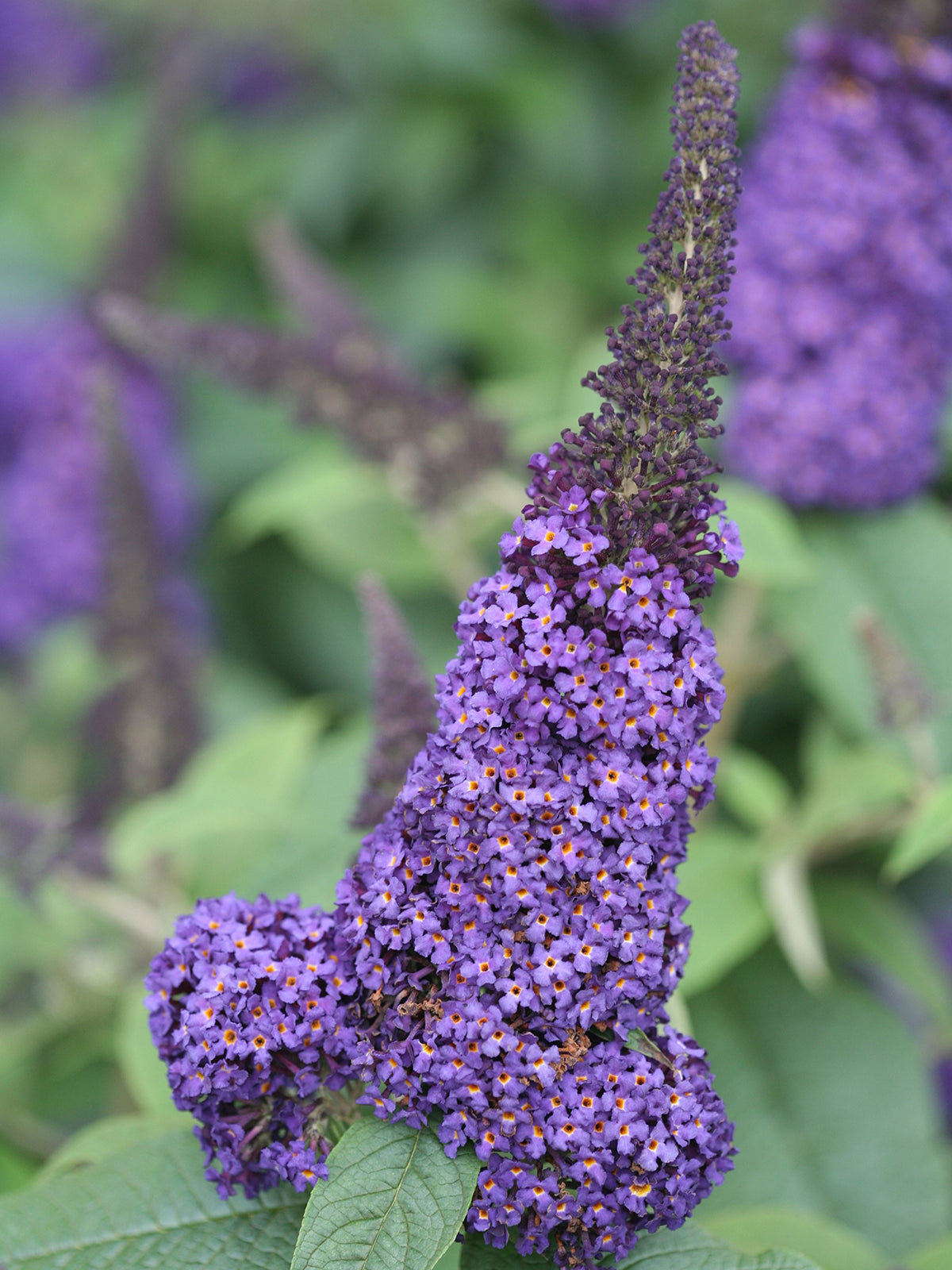 Buddleja 'Pugster Blue'