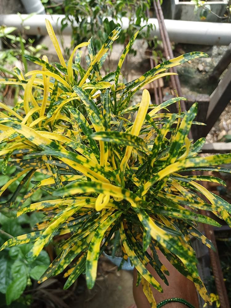 Codiaeum x 'Gold Dust' THIN LEAVES - Croton