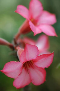 Adenium obesum - Rose du désert