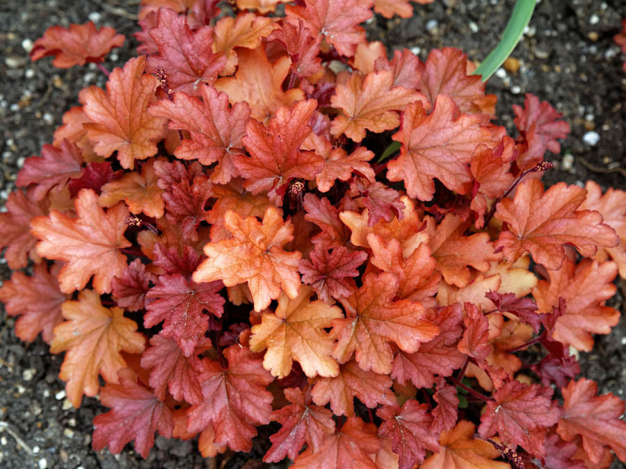 Heuchera 'Paprika' (hybrid) – FleurExcel Inc.