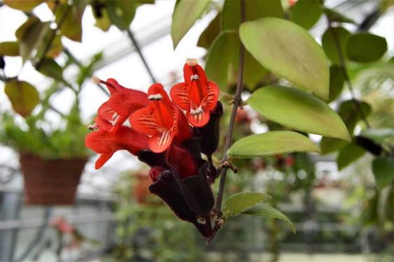 Aeschynanthus lobianus 'Mona Lisa' - plante rouge à lèvre