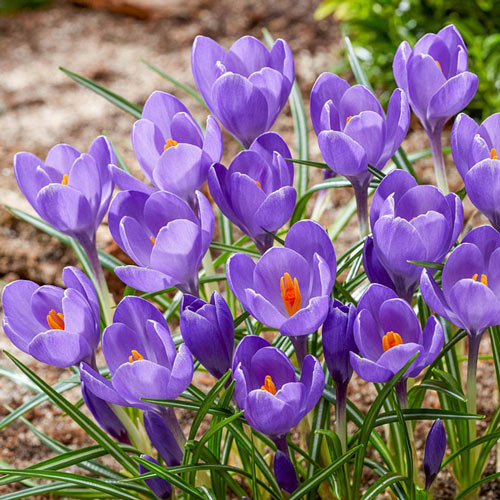 Bulbe d'automne - Crocus Aqua