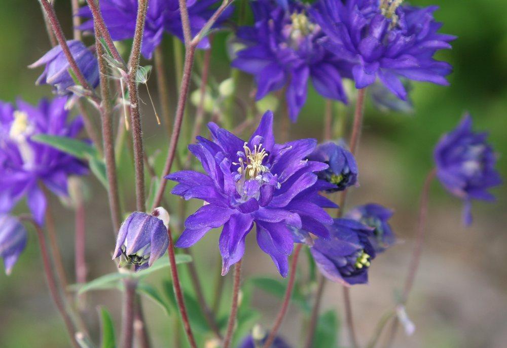 Aquilegia 'Clementine Blue'