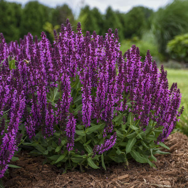Salvia 'Bumbleberry' (nem.)