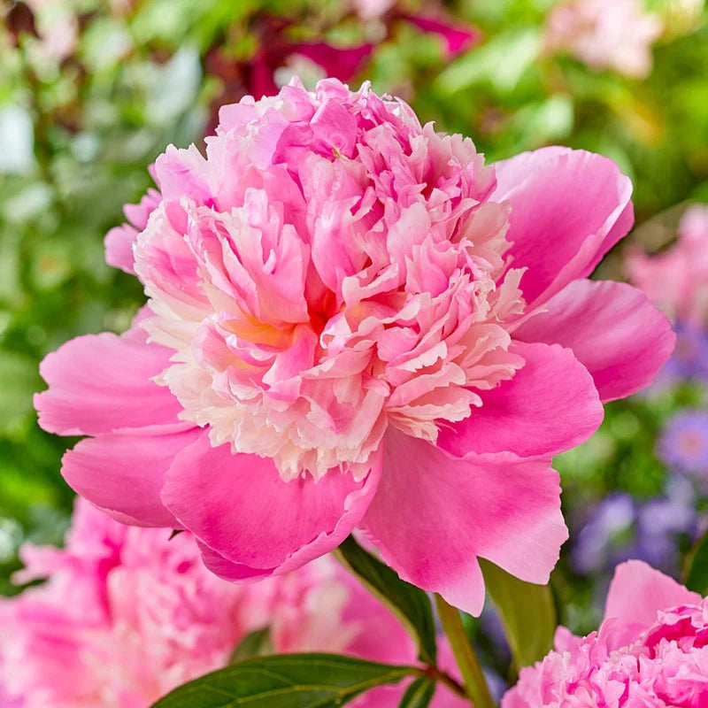 Paeonia lactiflora 'Whopper'
