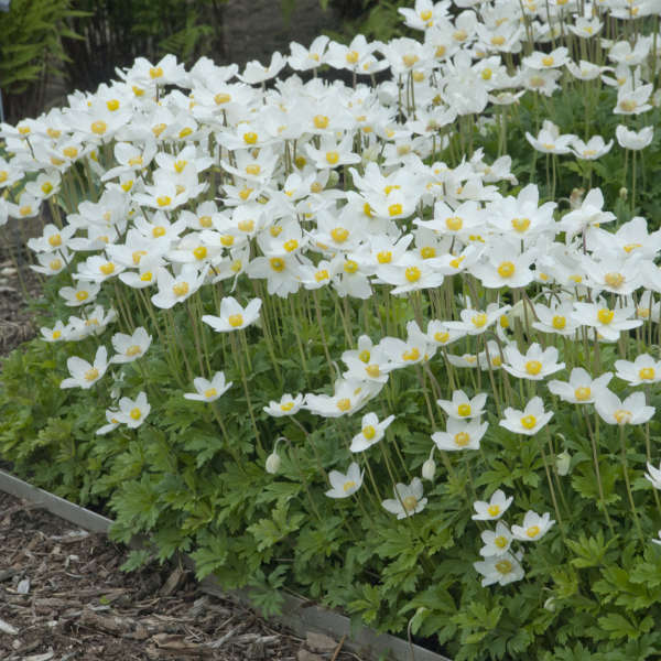 Anemone Sylvestris