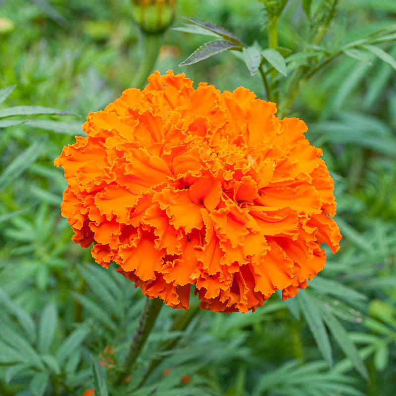 Seeds - Marigolds 'Kees Orange' - West Coast Seeds