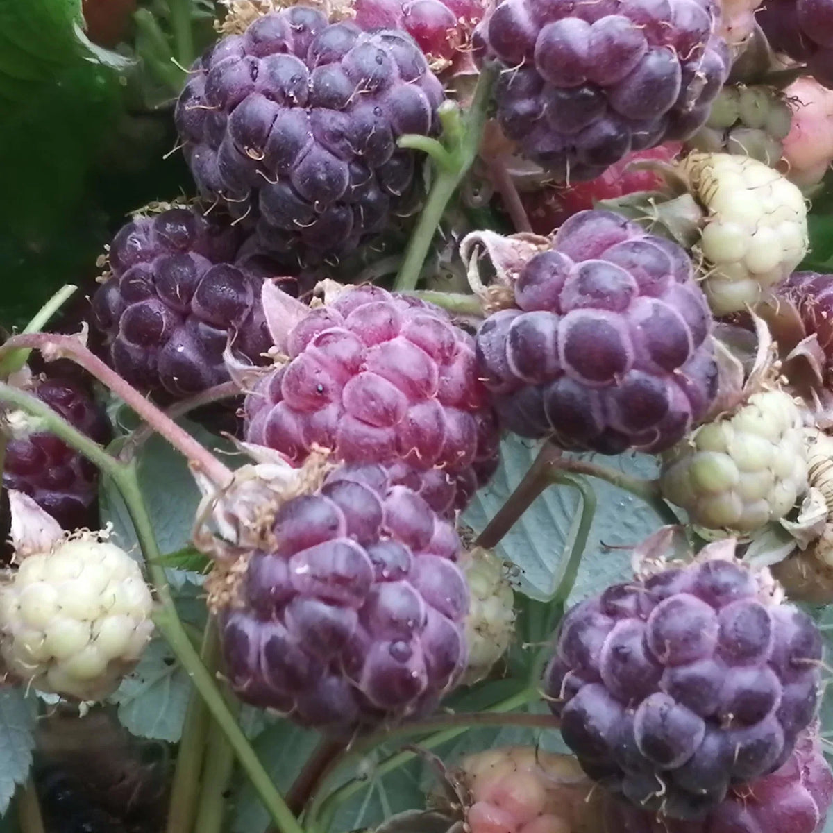 Rubus Idaeus 'Amethyst'