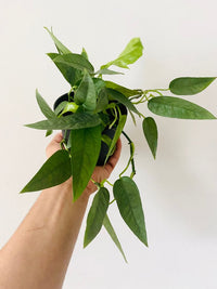 Epipremnum pinnatum 'Cedu Blue' (pothos cedu blue)