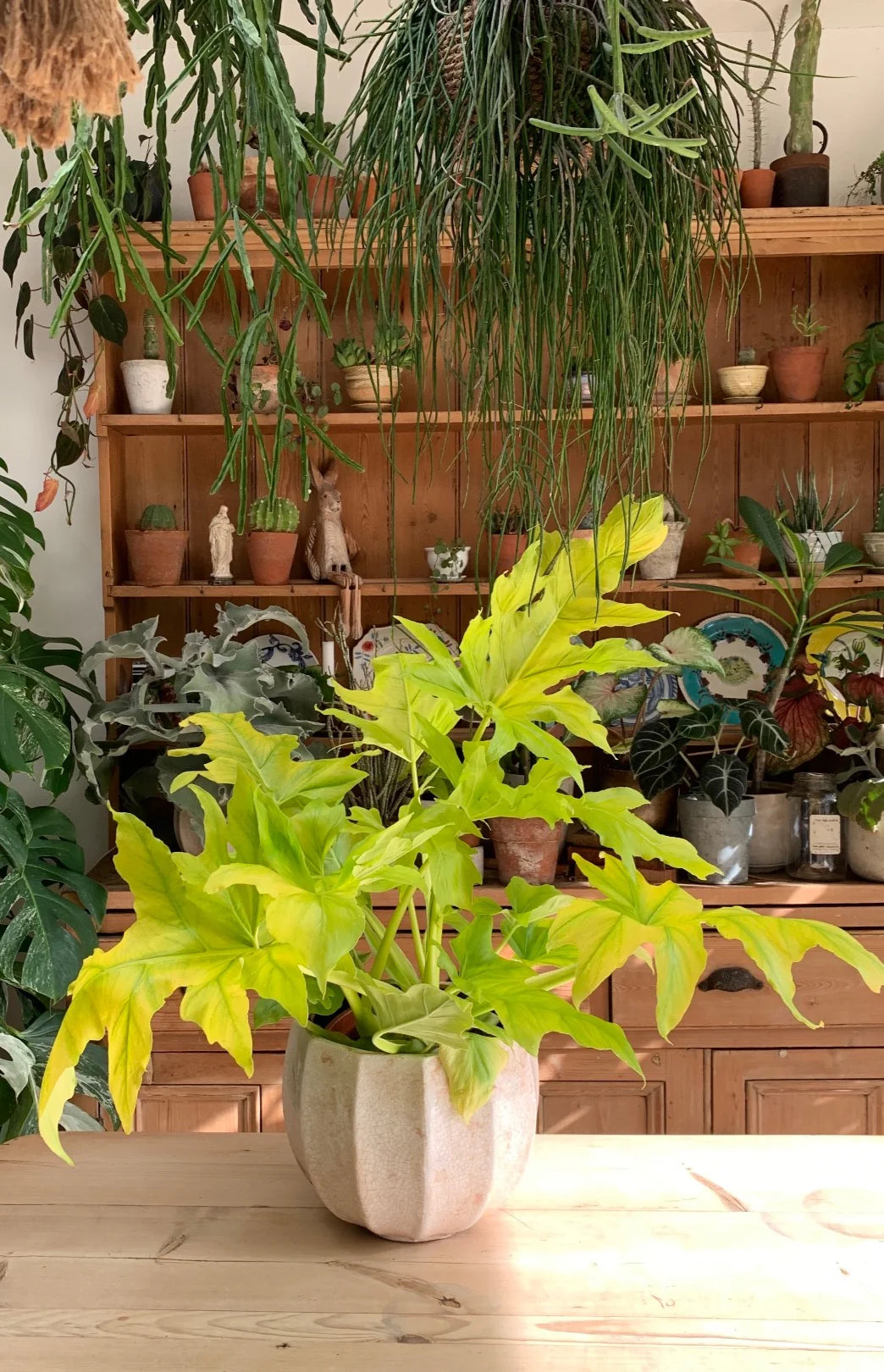 Philodendron Warscewiczii Neon