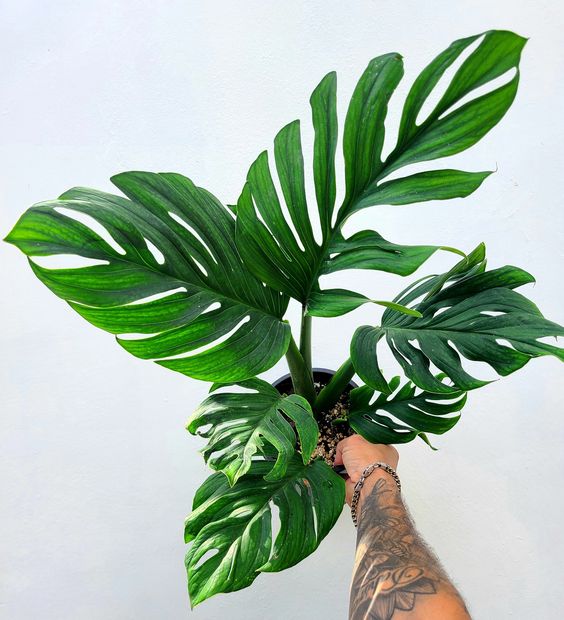 Monstera Pinnatipartita